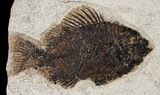 Priscacara & Diplomystus Fossil Fish - Wyoming #15122-1